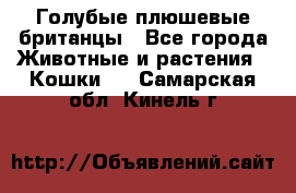 Голубые плюшевые британцы - Все города Животные и растения » Кошки   . Самарская обл.,Кинель г.